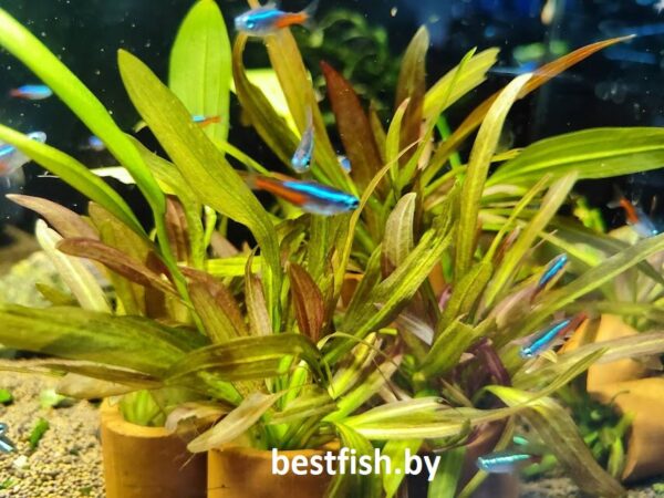 Эхинодорус Красный Феникс Echinodorus phoenix Red
