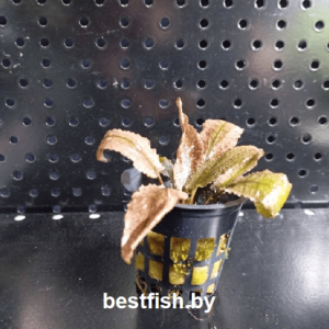 Криптокорина Фламинго Cryptocoryne wendtii Flamingo Small