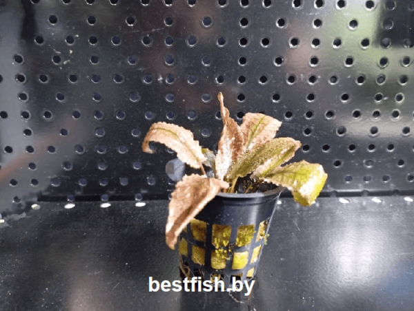 Криптокорина Фламинго Cryptocoryne wendtii Flamingo Small