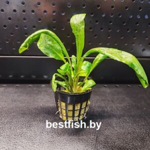 Жерушник водный Rorippa aquatica