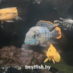 Акара Бирюзовая Andinoacara rivulatus
