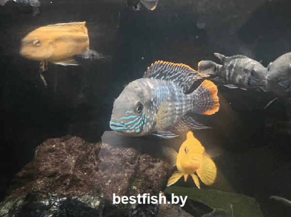 Акара Бирюзовая Andinoacara rivulatus