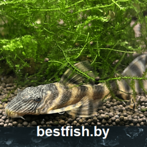Анциструс L-397 Panaqolus sp. L397