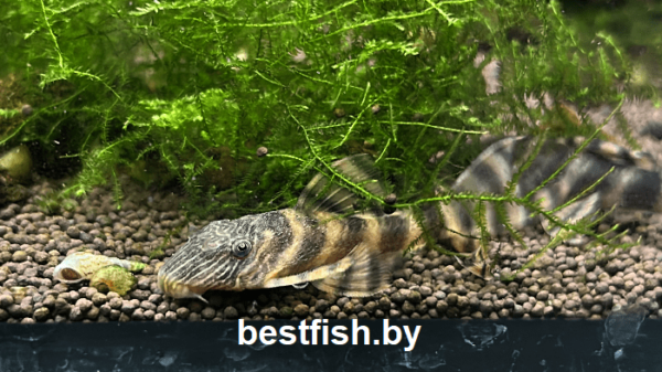 Анциструс L-397 Panaqolus sp. L397