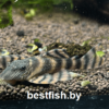 Анциструс L-397 Panaqolus sp. L397