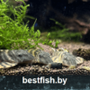 Анциструс L-397 Panaqolus sp. L397