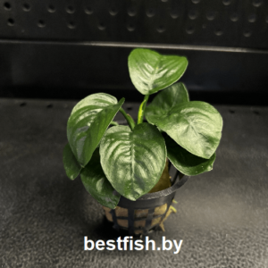 Анубиас Бартера Баттерфлай Anubias barteri Butterfly