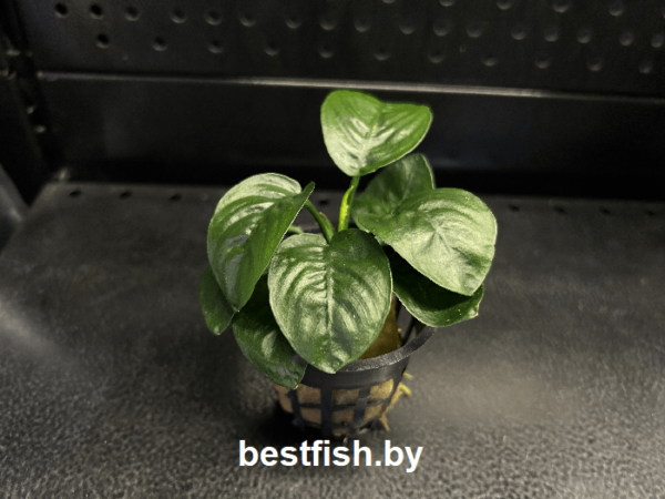 Анубиас Бартера Баттерфлай Anubias barteri Butterfly