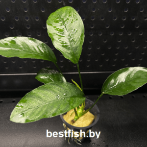 Анубиас Нанги Anubias sp. Nangi