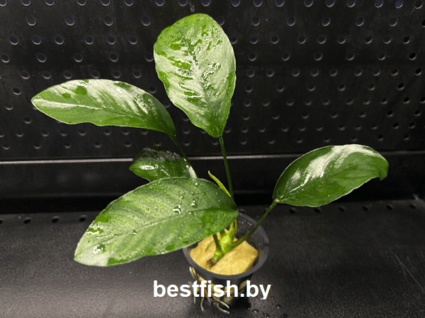 Анубиас Нанги Anubias sp. Nangi