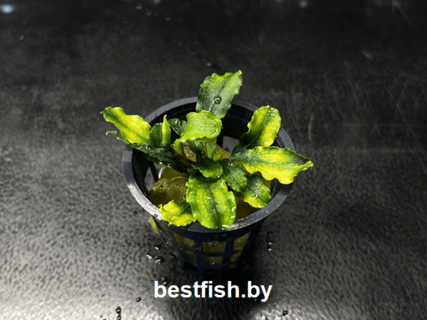 Буцефаландра Green Wavy Bucephalandra Green Wavy