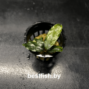 Буцефаландра Клаудиа Bucephalandra motleyana Claudia
