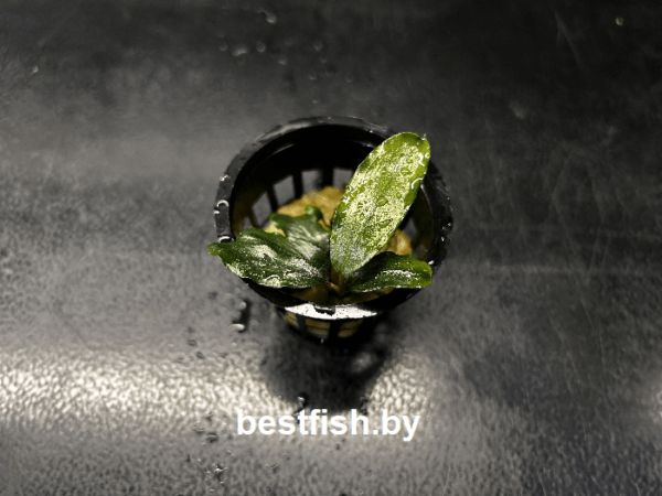 Буцефаландра Клаудиа Bucephalandra motleyana Claudia