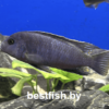 Цинотиляпия пульпикан Cynotilapia pulpican