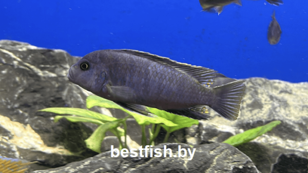 Цинотиляпия пульпикан Cynotilapia pulpican