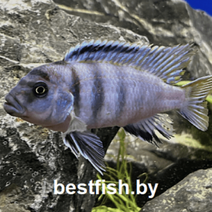 Цинотиляпия пульпикан Cynotilapia pulpican
