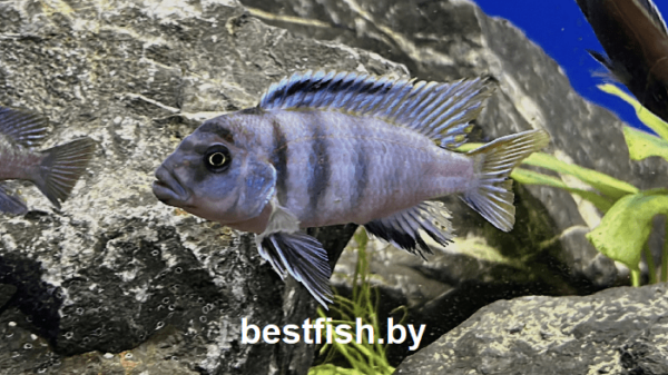 Цинотиляпия пульпикан Cynotilapia pulpican