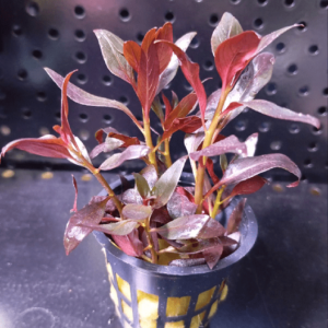 Людвигия Перуанская красная звезда Ludwigia Peruensis