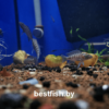Неолампрологус цилиндрический Neolamprologus cylindricus