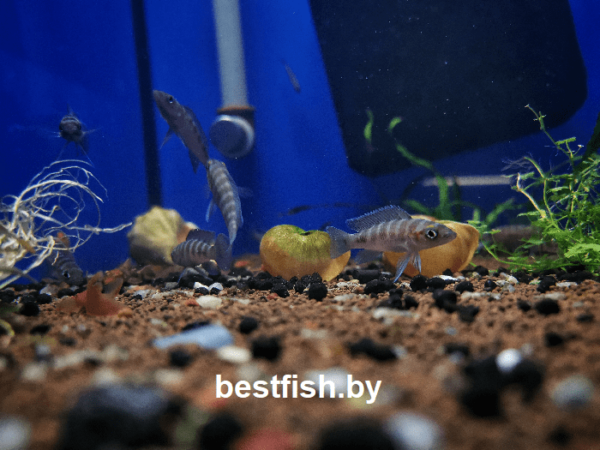 Неолампрологус цилиндрический Neolamprologus cylindricus
