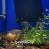 Неолампрологус цилиндрический Neolamprologus cylindricus