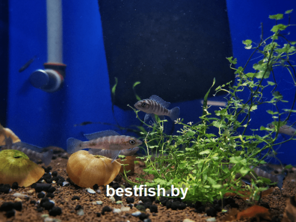Неолампрологус цилиндрический Neolamprologus cylindricus