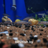 Неолампрологус цилиндрический Neolamprologus cylindricus