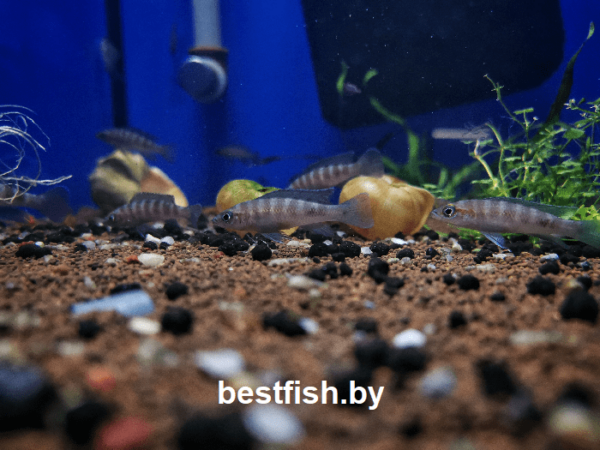 Неолампрологус цилиндрический Neolamprologus cylindricus