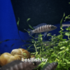 Неолампрологус цилиндрический Neolamprologus cylindricus