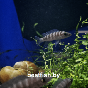 Неолампрологус цилиндрический Neolamprologus cylindricus