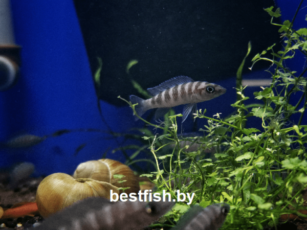 Неолампрологус цилиндрический Neolamprologus cylindricus