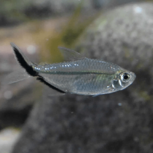 Тетра коста Moenkhausia costae