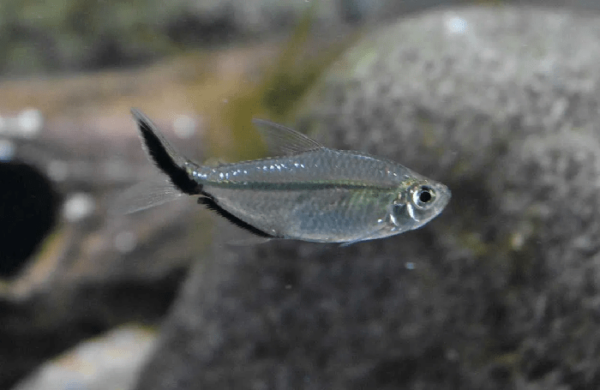 Тетра коста Moenkhausia costae