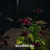 Барбус суматранский фиолетовый GloFish