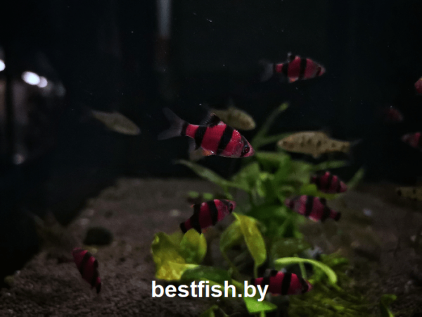 Барбус суматранский фиолетовый GloFish