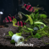 Барбус суматранский фиолетовый GloFish