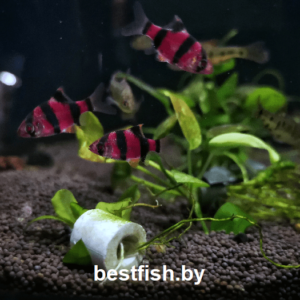 Барбус суматранский фиолетовый GloFish