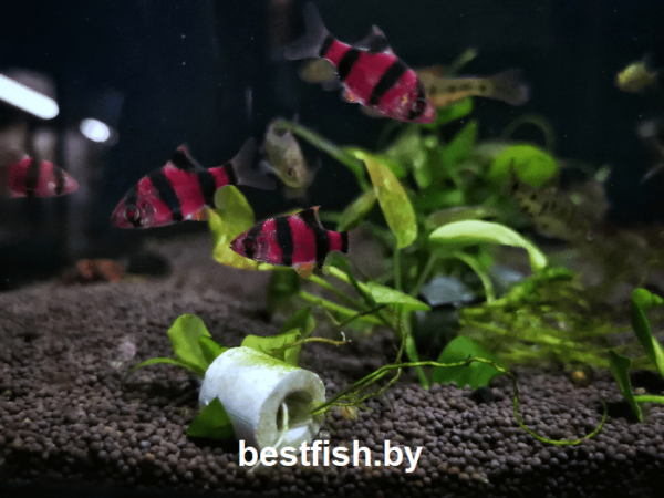 Барбус суматранский фиолетовый GloFish