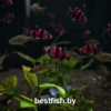 Барбус суматранский фиолетовый GloFish
