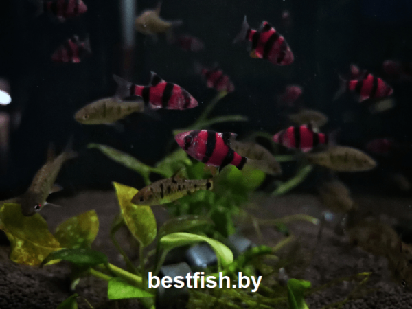 Барбус суматранский фиолетовый GloFish