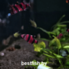 Барбус суматранский фиолетовый GloFish