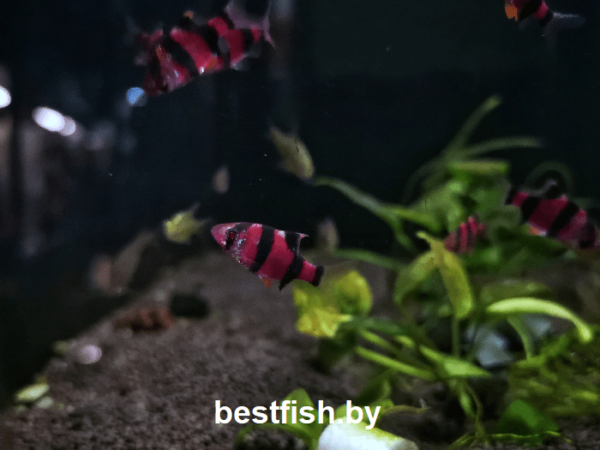 Барбус суматранский фиолетовый GloFish