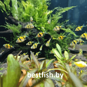 Барбус суматранский желтый GloFish