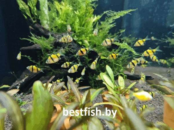 Барбус суматранский желтый GloFish