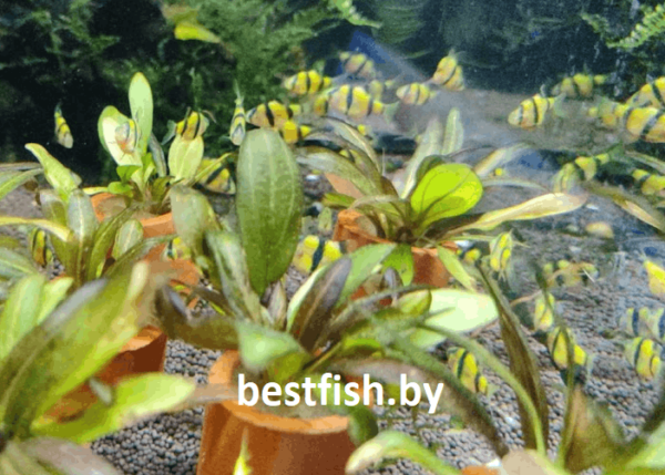 Барбус суматранский желтый GloFish