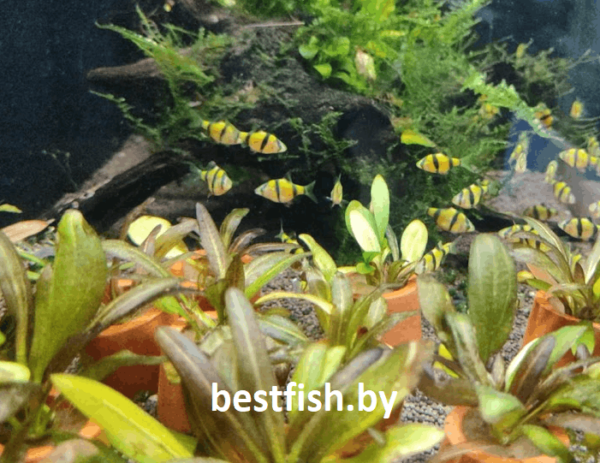 Барбус суматранский желтый GloFish