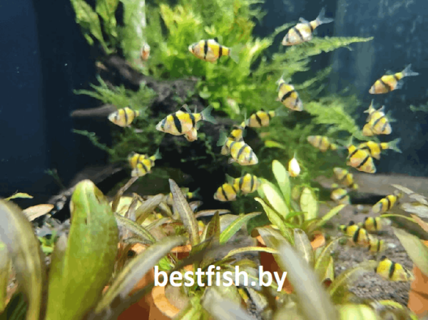 Барбус суматранский желтый GloFish