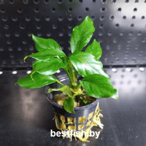 Анубиас Разнолистный Anubias heterophylla