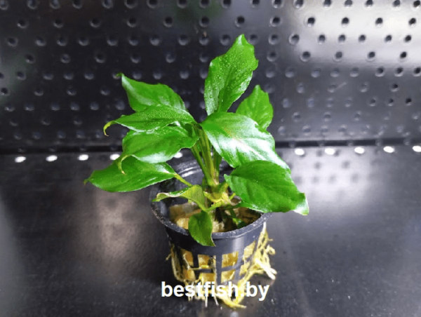 Анубиас Разнолистный Anubias heterophylla