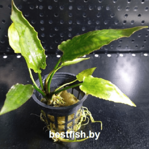 Криптокорина понтедериеволистная Cryptocoryne pontederiifolia